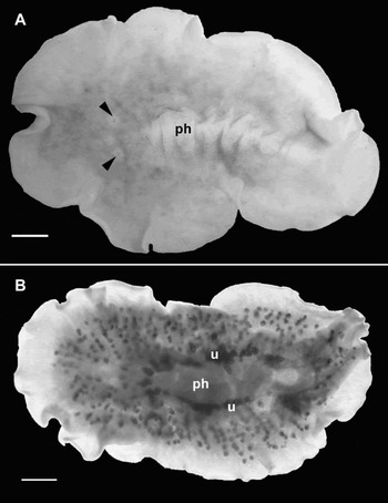 Two new species of Neotropical land flatworms (Platyhelminthes:  Continenticola) occurring in ferruginous and limestone caves - ScienceDirect