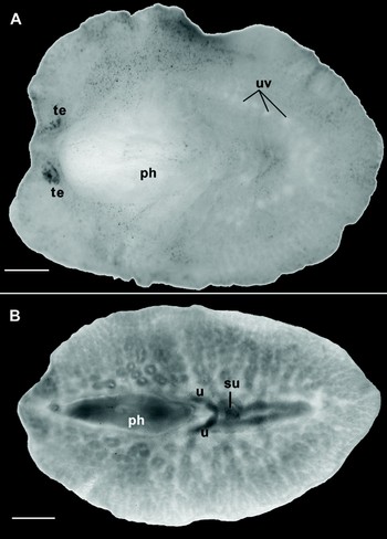 Two new species of Neotropical land flatworms (Platyhelminthes:  Continenticola) occurring in ferruginous and limestone caves - ScienceDirect