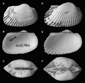 On The Identity And Origin Of Anadara Demiri (bivalvia: Arcidae 