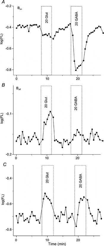 Electrophysiological Evidence Of Gabaa And Gabac Receptors On Zebrafish Retinal Bipolar Cells Visual Neuroscience Cambridge Core