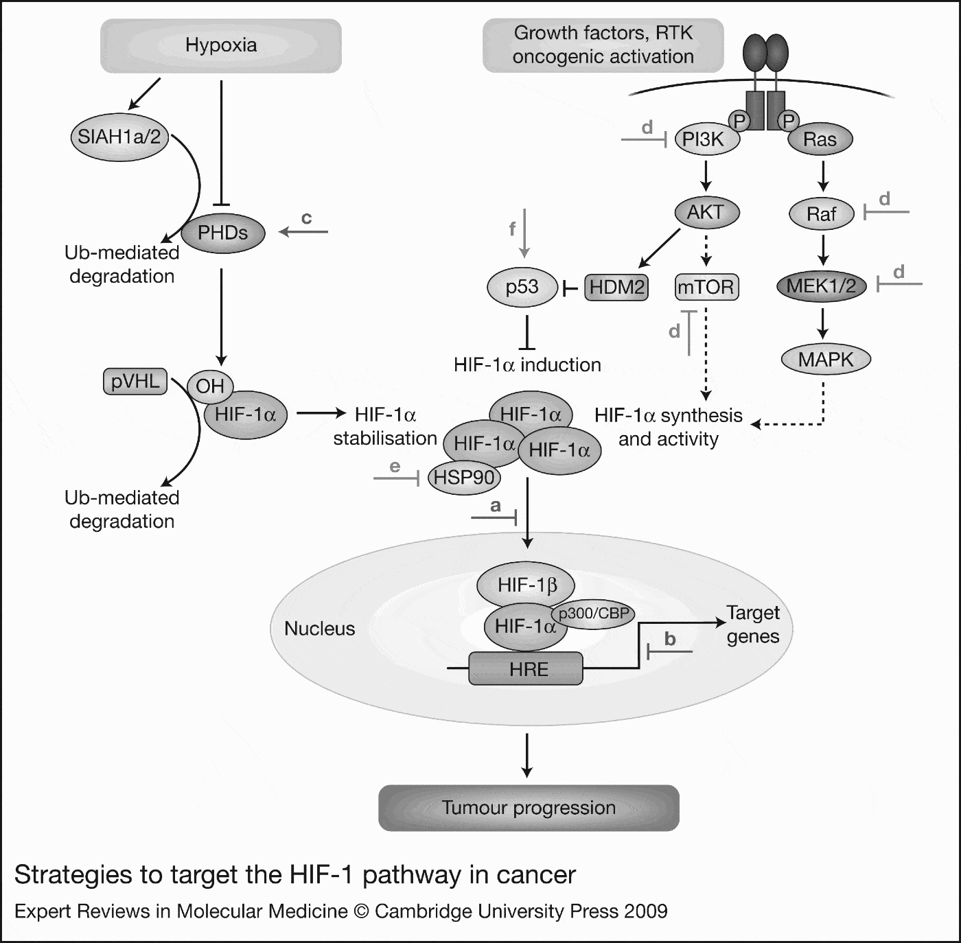 Targeting the hypoxia-inducible factor (HIF) pathway in cancer | Expert ...