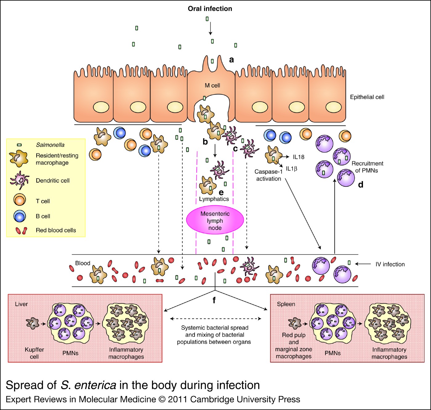 Spread of Salmonella enterica in the body during systemic infection ...