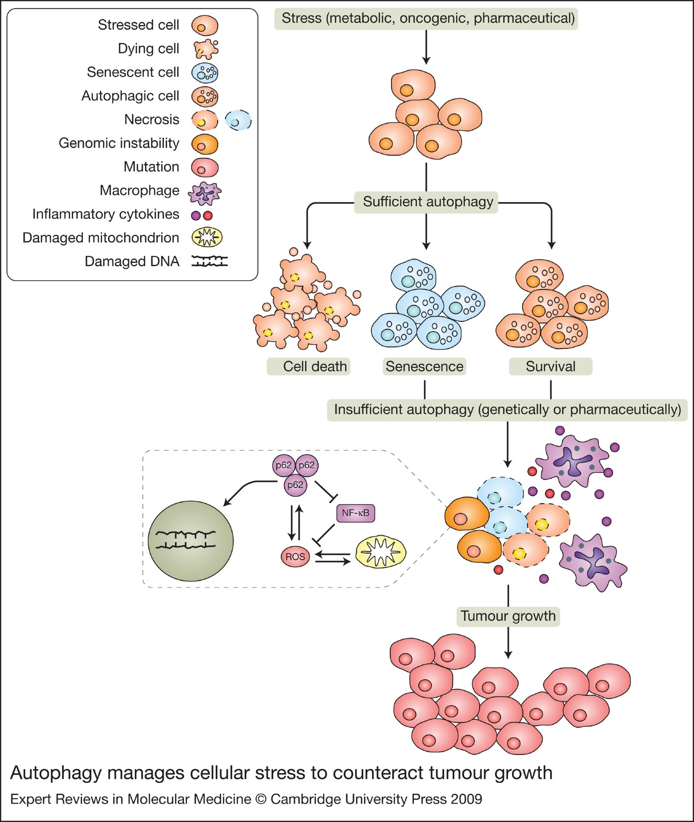 The role of autophagy in tumour development and cancer therapy | Expert ...