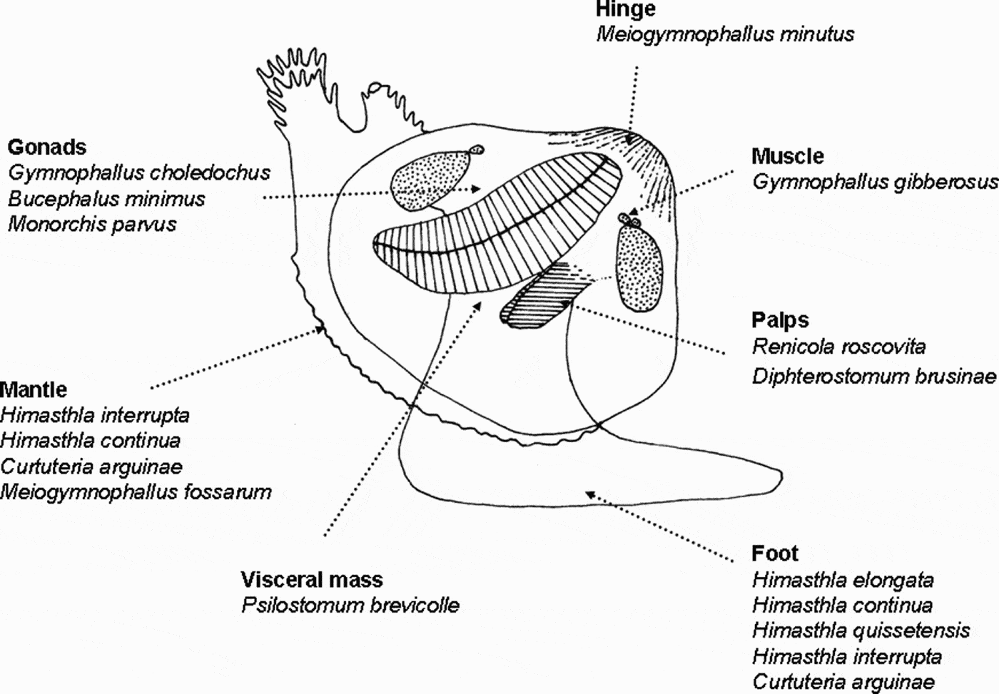 Digenean trematode species in the cockle Cerastoderma edule ...