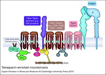 Laminin-binding integrins and their tetraspanin partners as potential ...