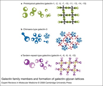 Galectins: Structure, Function And Therapeutic Potential | Expert ...