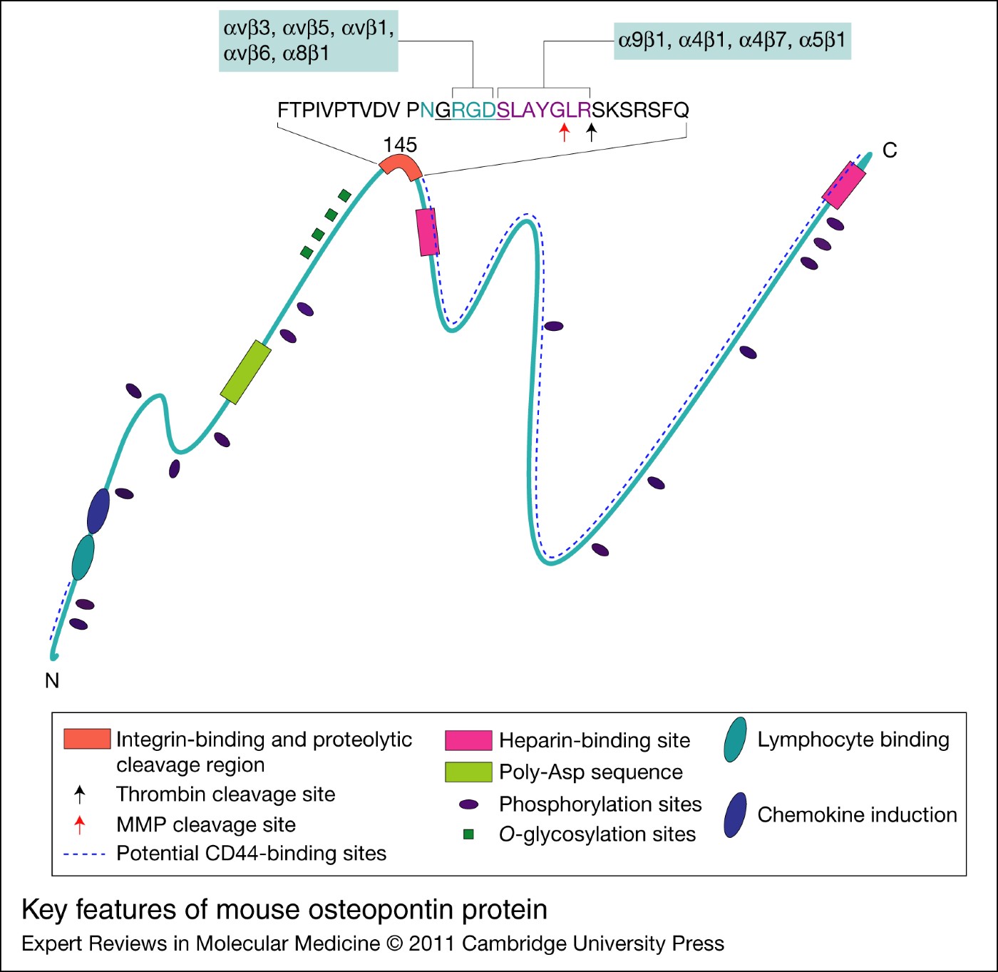 Osteopontin in macrophage function Expert Reviews in Molecular