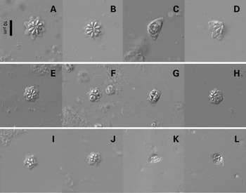 Patterns of relatedness in the Kudoidae with descriptions of Kudoa ...