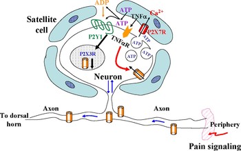 satellite glial cells