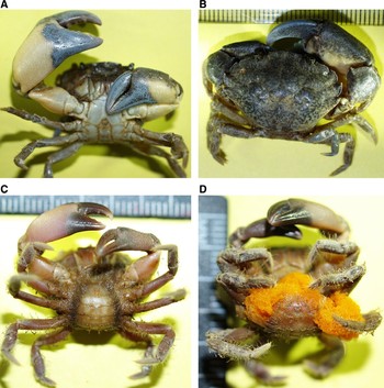 First Record Of Say's Mud Crab Dyspanopeus Sayi (brachyura: Xanthoidea 