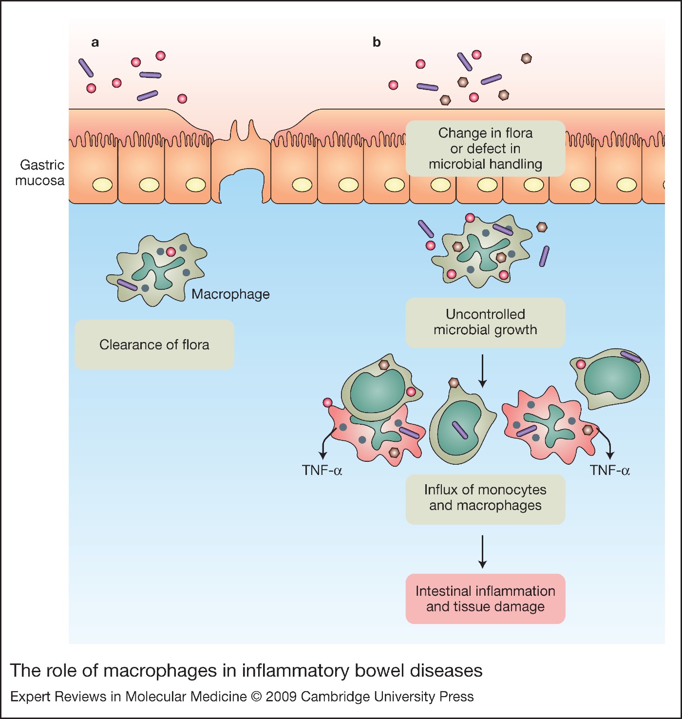 The Role Of Macrophages In Inflammatory Bowel Diseases | Expert Reviews ...