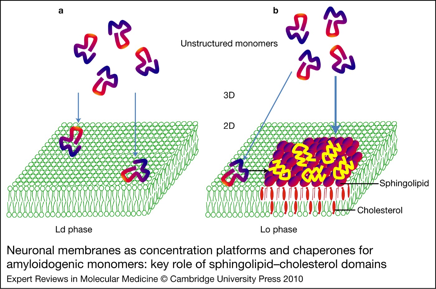 Molecular Insights Into Amyloid Regulation By Membrane Cholesterol And Sphingolipids Common 3584