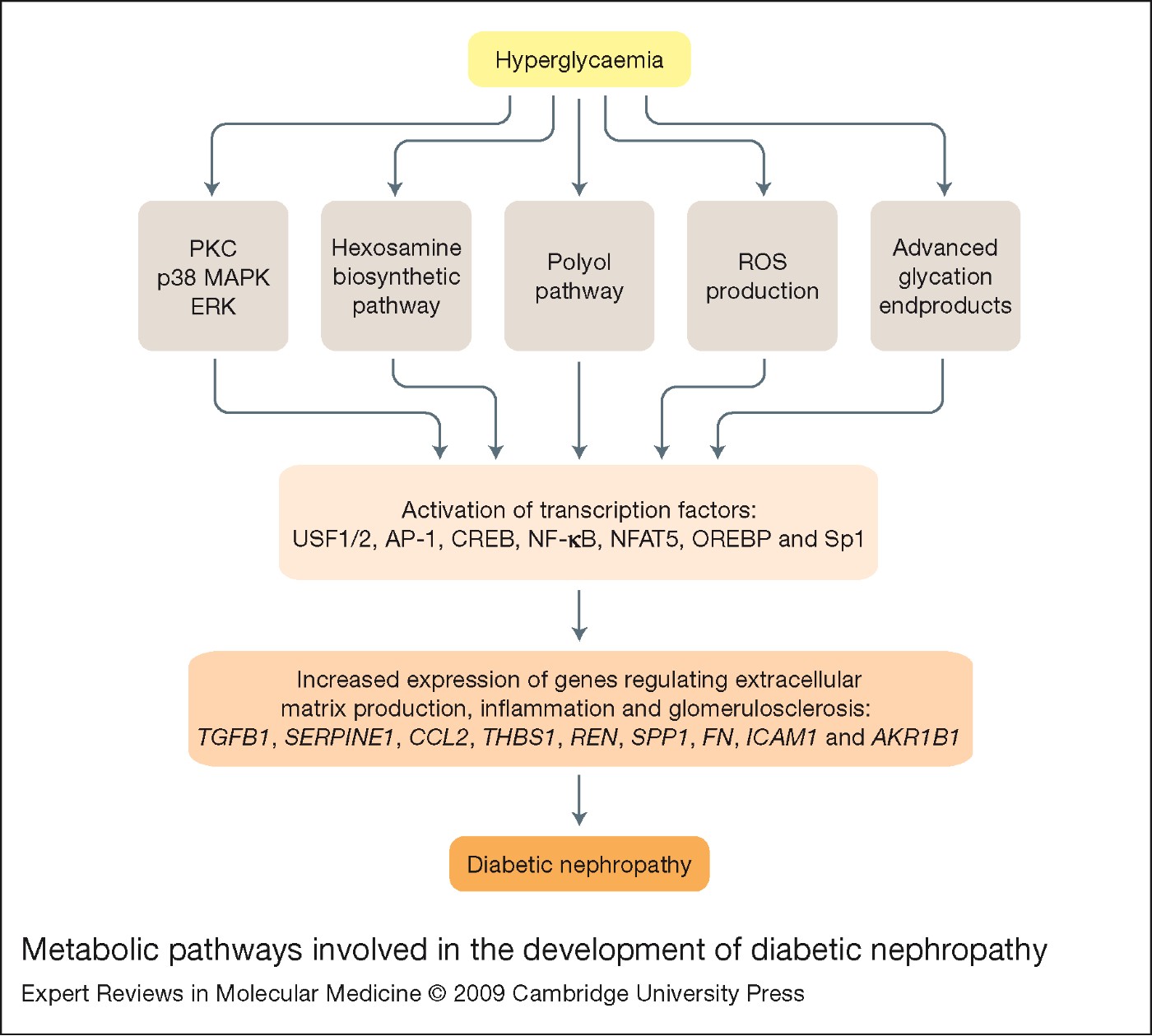 Transcription Factors In The Pathogenesis Of Diabetic Nephropathy Expert Reviews In Molecular