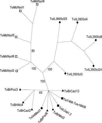 Phylogenetic Analysis Of Trypanosoma Vivax Supports The Separation Of South American West African From East African Isolates And A New T Vivax Like Genotype Infecting A Nyala Antelope From Mozambique Parasitology Cambridge