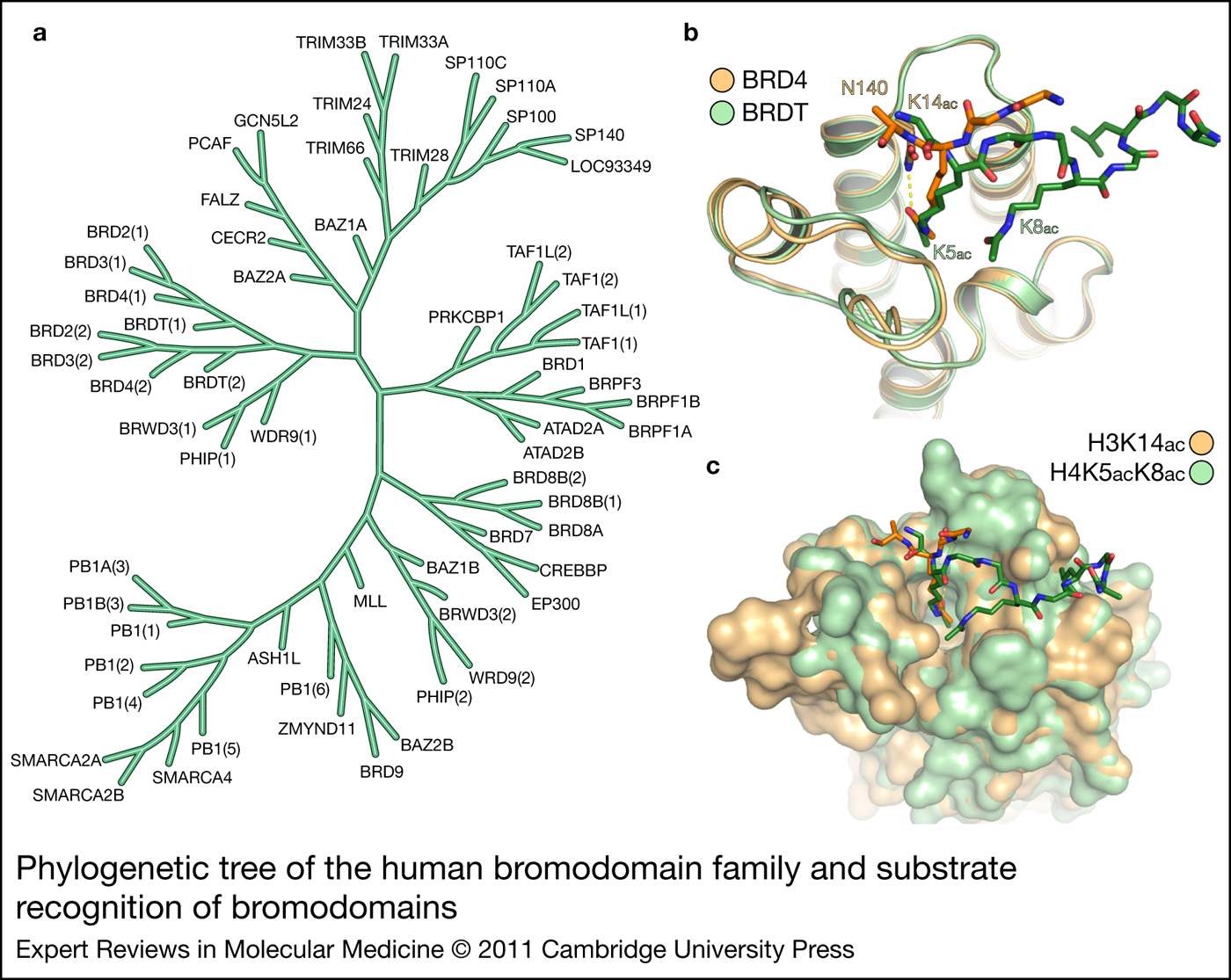 Bromodomains As Therapeutic Targets | Expert Reviews In Molecular ...