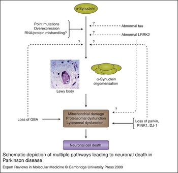 Molecular pathogenesis of Parkinson disease: insights from genetic ...