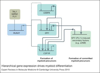 Epigenetic mechanisms regulating normal and malignant ...
