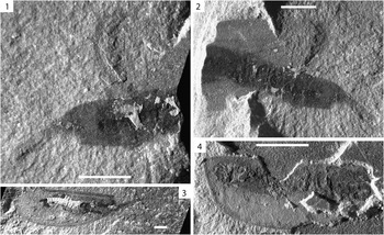 Ceratiocaris from the Silurian Waukesha Biota, Wisconsin | Journal of ...