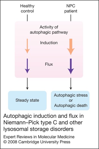 The pathogenesis of Niemann–Pick type C disease: a role for autophagy ...