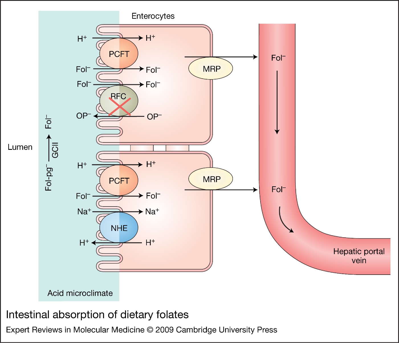 Membrane transporters and folate homeostasis intestinal absorption and