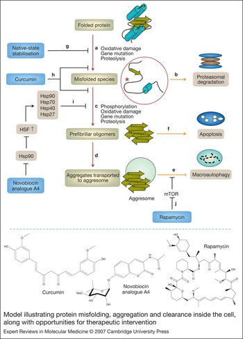 Novel Therapeutic Strategies For The Treatment Of Protein-misfolding ...