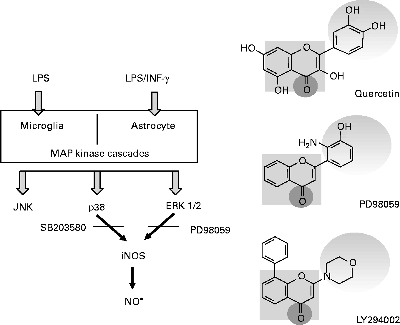 Flavonoids modulators of brain function? British Journal of