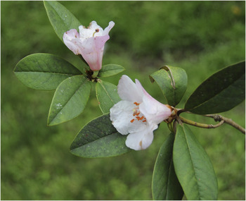 RHODODENDRON PSEUDOMADDENII (ERICACEAE), A NEW SPECIES FROM INDIA |  Edinburgh Journal of Botany | Cambridge Core