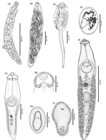 Morphological And Molecular Analyses Of Larval And Adult Stages Of 