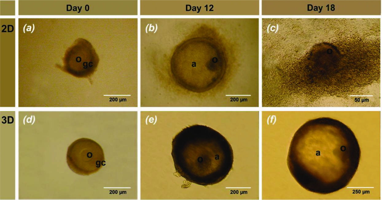 In vitro development of secondary follicles from pre-pubertal and adult ...