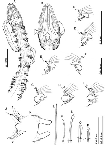 A new species of Magelona (Polychaeta: Magelonidae) from Chinese ...