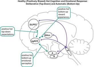 Hot and cold cognition in depression | CNS Spectrums | Cambridge Core