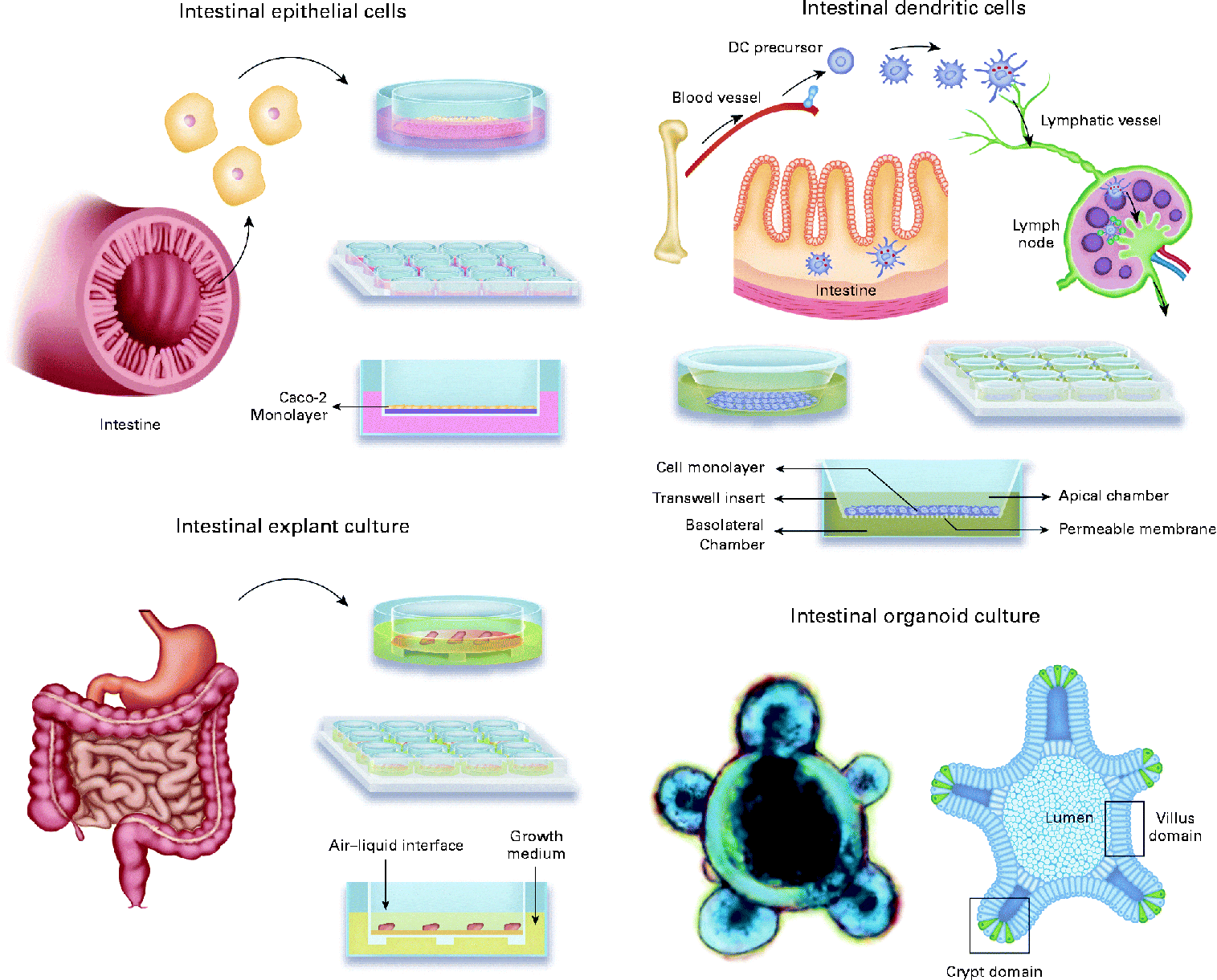 In vitro cell and tissue models for studying host–microbe interactions ...