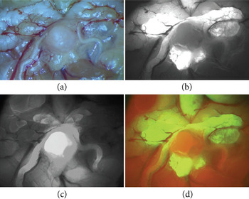 Fluorescent Light vs. a Light that Excites Fluorescence - NIGHTSEA