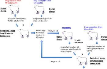 Haemonchus contortus as a paradigm and model to study anthelmintic drug ...