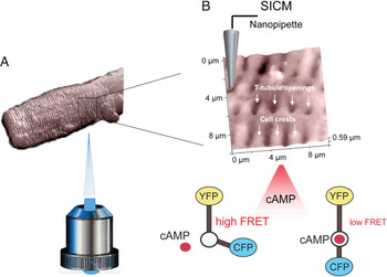 Mapping the Heart  Microscopy Today  Cambridge Core