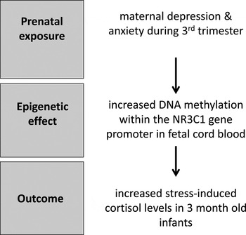 Linking prenatal maternal adversity to developmental outcomes in ...