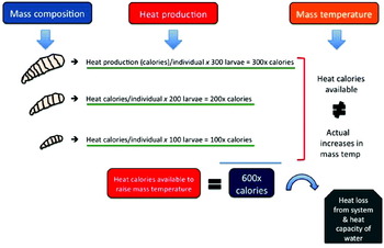 Maggot - an overview  ScienceDirect Topics