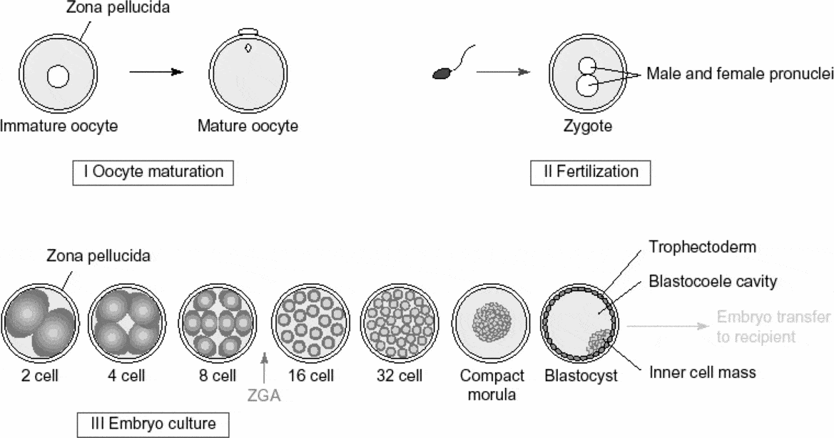 Gene expression in the in vitro-produced preimplantation bovine embryos ...