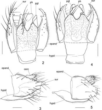 Revision of Fijian Syneches (Diptera: Empidoidea: Hybotidae), with a ...