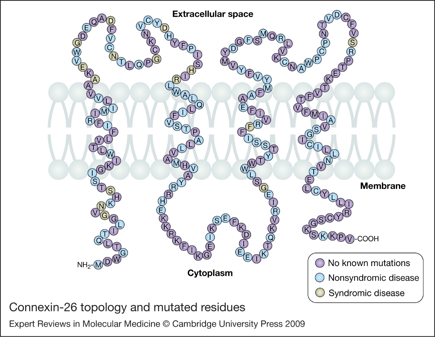 Connexin-26 Mutations In Deafness And Skin Disease 