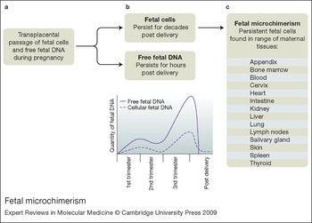 Fetal Microchimerism: The Cellular And Immunological Legacy Of ...