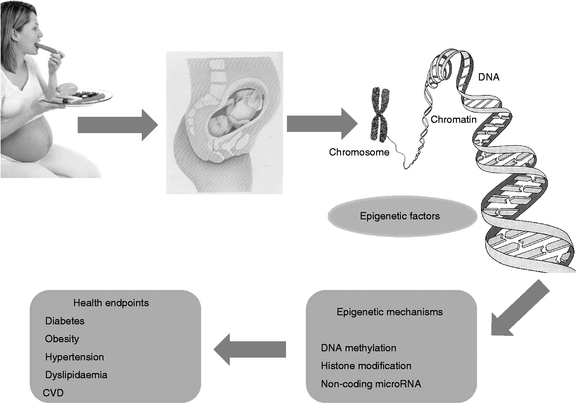 Epigenetic Mechanisms Elicited By Nutrition In Early Life | Nutrition ...