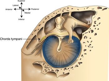 chorda tympani middle ear