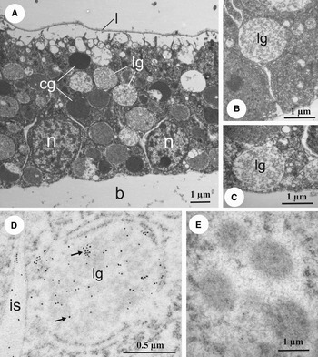 An investigation of ECM secreting structures in the gastrula of the ...