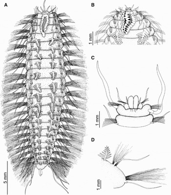 A new deep-sea species of Chloeia (Polychaeta: Amphinomidae) from ...