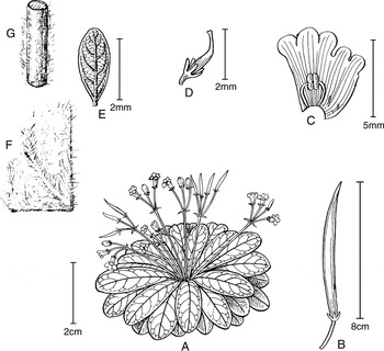 A REVISION OF PARABOEA (GESNERIACEAE) | Edinburgh Journal of