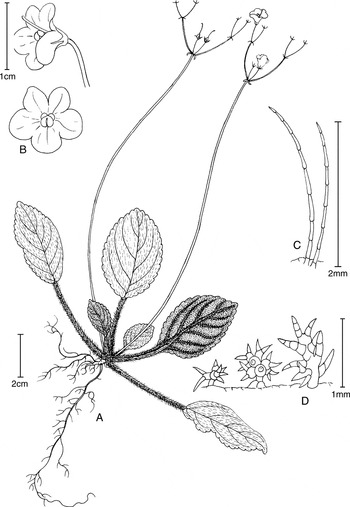 A REVISION OF PARABOEA (GESNERIACEAE) | Edinburgh Journal of
