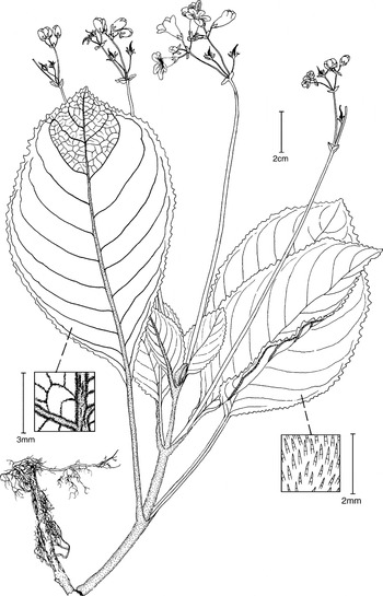 A REVISION OF PARABOEA (GESNERIACEAE) | Edinburgh Journal of