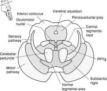 inferior colliculus cross section