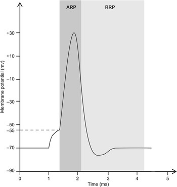 Neurophysiology (Section 4) - Basic Physiology for Anaesthetists